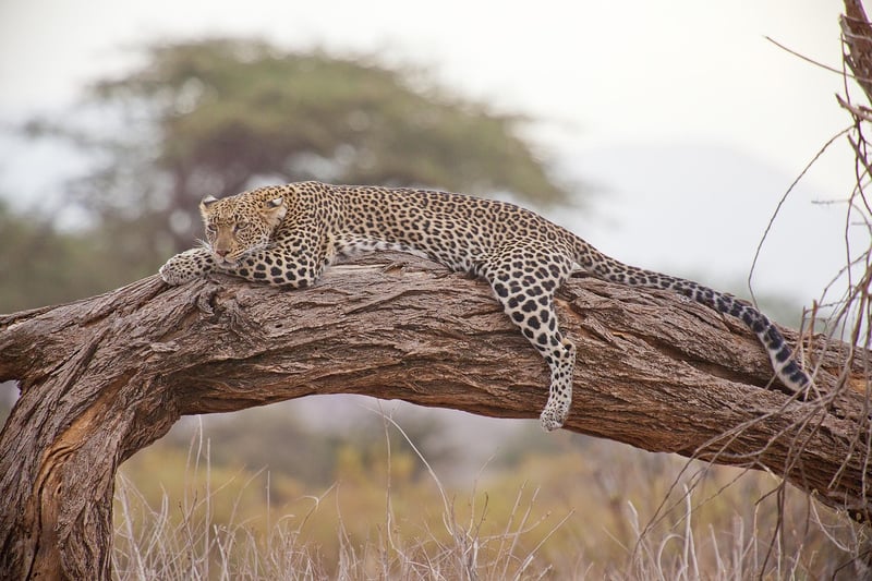 Temporal Safaris